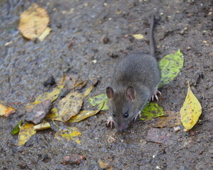 A small rat sits on wet ground