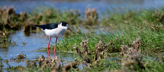 Black-winged Stilt // Stelzenläufer (Himantopus himantopus) - Greece
