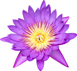lotus, blooming purple lotus, water lily