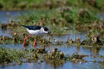 Black-winged Stilt // Stelzenläufer (Himantopus himantopus) - Greece