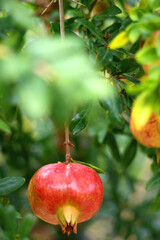 Fresh pomegranate on the tree. Selective focus.