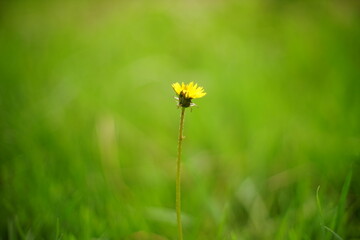Yellow flower on blurred green grass background