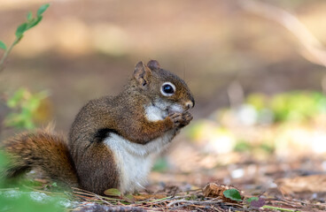 American Red Squirrel, Tamiasciurus hudsonicus, closeup in fall 
