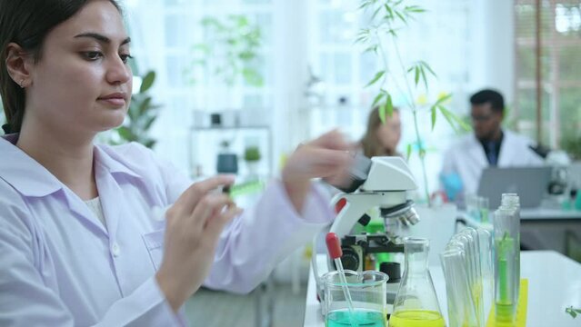In the university science lab, researchers are analyzing studies on cannabis plants and performing chemical experiments on medicinal cannabis leaves.