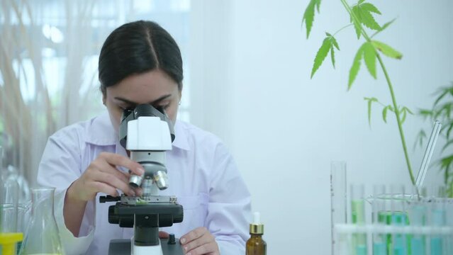 In the university science lab, researchers are analyzing studies on cannabis plants and performing chemical experiments on medicinal cannabis leaves.