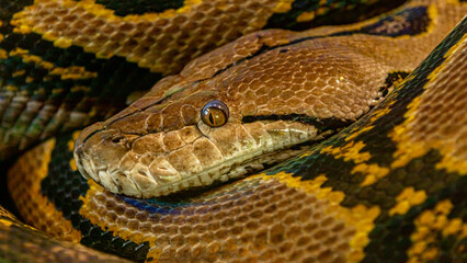 python close up