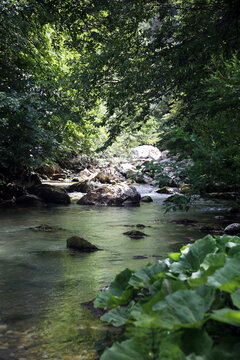 Detail of the source of the Aventino river, in the green of the beech trees, Capo di Fiume, Palena, Abruzzo, Italy