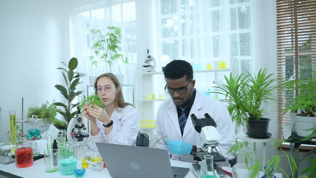 In the university science lab, researchers are analyzing studies on cannabis plants and performing chemical experiments on medicinal cannabis leaves.