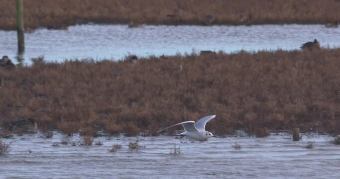 Seagull flying over wetland slow motion Ireland wildlife