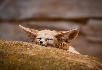 sleeping desert fox fennec