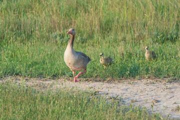 Wild Graylag geese family in the grass