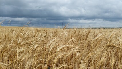 Fototapeta na wymiar Oat field.Oats harvesting concept. Natural oats on a background of sunbeams.