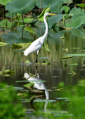 Egret