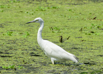 Egret