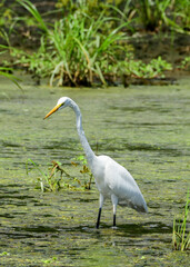 Egret