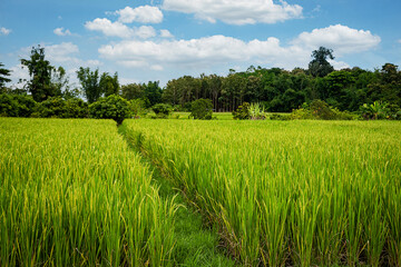 green rice fields blue sky clouds landscape farmer Thailand background