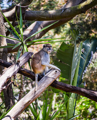 The common patas monkey (Erythrocebus patas) 