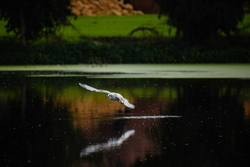 seagull flying over lake