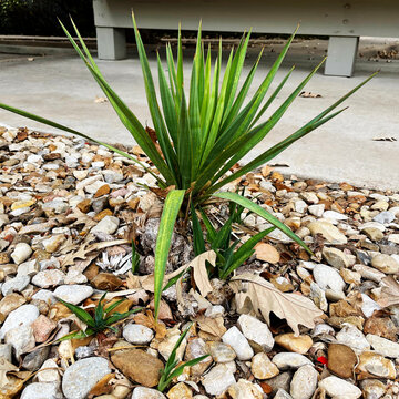 plant on stones