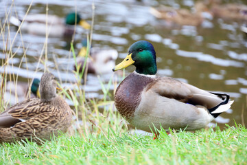 Male mallard ducks standing on a lake coast. Wild ducks swimming in water	