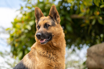 Photo of a German shepherd, breed of shepherd dog originating in Germany