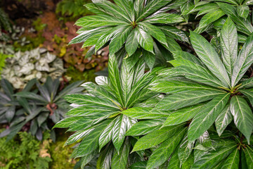 tropical leaf detail abstract green leaves natural scenery of leaves in the garden