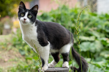 British bicolor cat, black and white