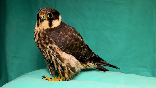 Falcon isolated on a green background.
Eurasian hobby (subgenus Hypotriorchis).
Saker (Saqr) falcon (Falco).
Falconry or keeping falcons and racing them in the middle east