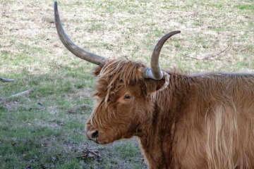 scottish highland cattle on the pasture