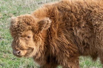 scottish highland cattle on the pasture