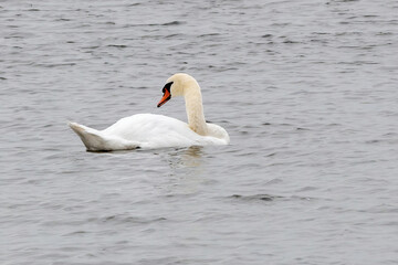 white swan on the lake