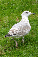 seagull on grass  with green background