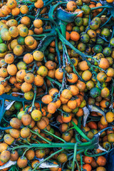 Orange betel nuts or Areca catechu nut fruit bunches in its palm tree. Betel nut is the seed of the...