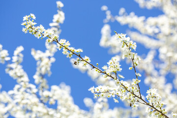 White flowers bloom in the trees. Spring landscape with blooming sakura tree. Beautiful blooming garden on a sunny day. Copy space for text.