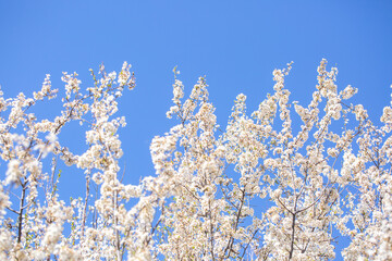 White flowers bloom in the trees. Spring landscape with blooming sakura tree. Beautiful blooming garden on a sunny day. Copy space for text.