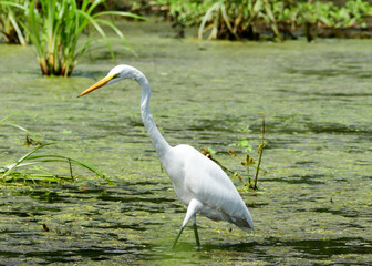 great white heron