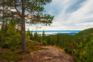 Trees and forest overlooking north sea from the mountain