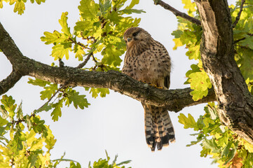 Common kestrel sitting in the morning sun