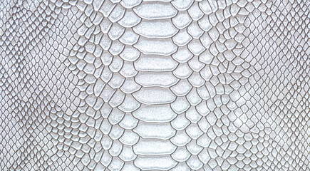 Beautiful white bright python skin, reptile skin texture, snake skin close-up as a background.