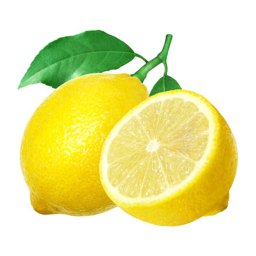 レモン イラスト リアル セット 断面