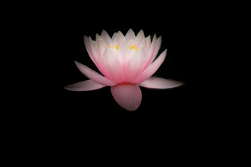 lotus flower. Loto .Nelumbo nucifera.