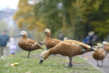 Flock of birds on grass. Side view of flock of wild ducks standing on grassy shore of lake in sunny day