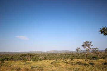 Fototapeta premium Mkhuze Game Reserve landscape, Northern Zululand, South Africa