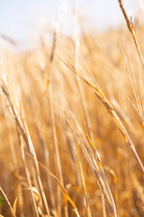 Wheat field on a sunny day. Grain farming, ears of wheat close-up. Agriculture, growing food products.
