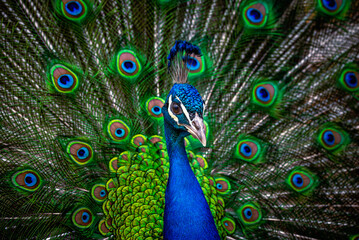 Naklejka na ściany i meble peacock with open feathers, peacock background