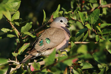 Emerald-spotted Wood Dove, Mkhuze, South Africa