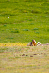 The marmot sits in the grass in the mountains, looks to the side, as if reading your text, studying, showing curiosity, interest. Copy space with place for text. Landscape with wild animals.