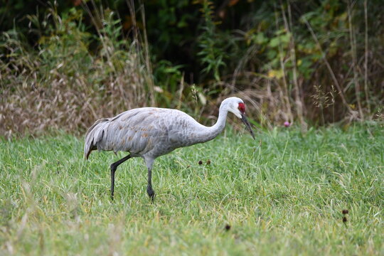 Adult Sandhill Crane walking along edge of agriculture field