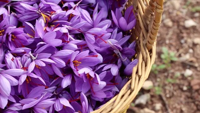 Saffron - Zafferano