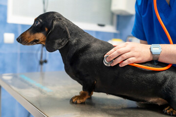 Dachshund in a veterinary clinic.